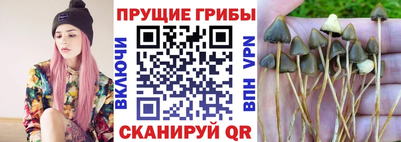 omg как войти  где найти наркотики  Новопавловск  Галлюциногенные грибы ЛСД 